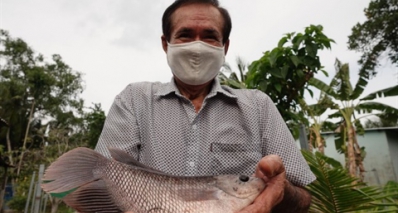 Khởi nghiệp mô hình nuôi cá tai tượng trong bể bạt, lão nông nuôi sống cả gia đình