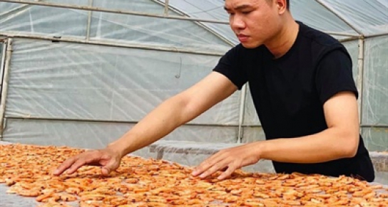 Khởi nghiệp nuôi tôm rừng, chàng trai kiến trúc tạo việc làm cho hàng chục người